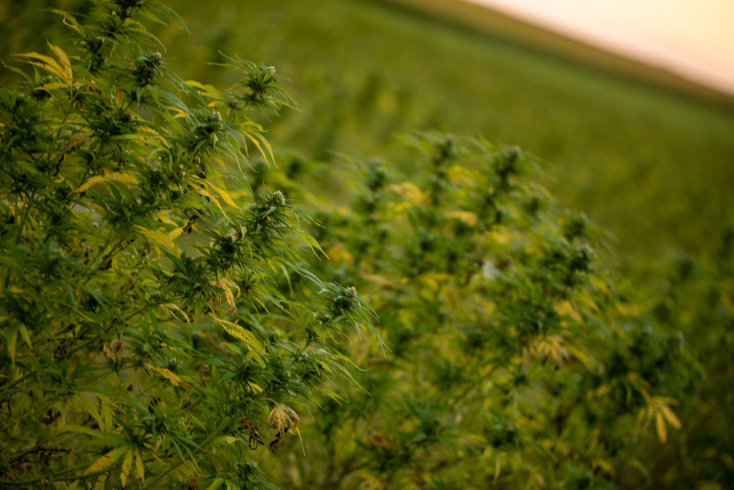Is CBD Legal in Iowa? How to Buy It?